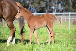 Breednet Gallery - Doubtland From brilliant multiple Group and SW Missy Longstocking.