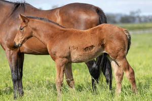 Breednet Gallery - Showtime Middlebrook Valley Lodge, NSW for Kambula Stud