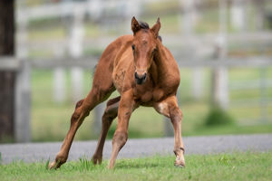 Breednet Gallery - Pierro Holbrook Thoroughbreds, NSW for Bob and Sandra Peters
