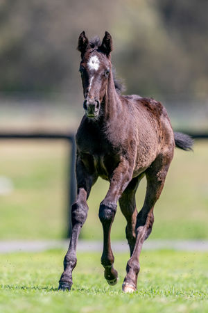 Breednet Gallery - Frosted (USA) Holbrook Thoroughbreds, NSW