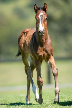 Breednet Gallery - So You Think Holbrook Thoroughbreds, NSW for Bob and Sandra Peters 