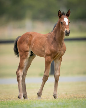 Breednet Gallery - So You Think Holbrook Thoroughbreds, NSW for Bob and Sandra Peters 