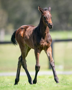 Breednet Gallery - So You Think Holbrook Thoroughbreds, NSW
