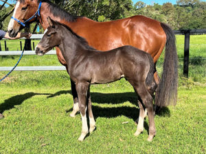 Breednet Gallery - Yes Yes Yes Davali Thoroughbreds, NSW