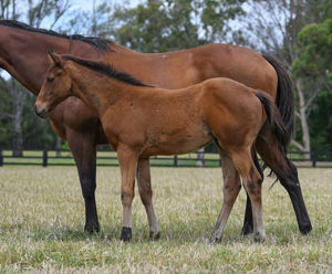 Breednet Gallery - Yes Yes Yes Coolmore, NSW for Anthony Cummings