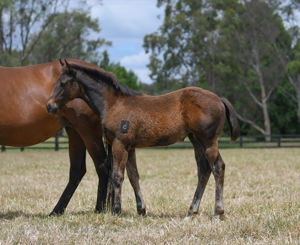 Breednet Gallery - Yes Yes Yes Coolmore, NSW for Courabira Pastoral.  