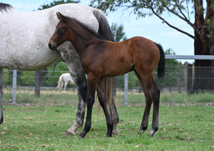 Breednet Gallery - All too Hard Vinery Stud, NSW