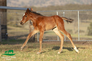 Breednet Gallery - Palace Pier (GB) Willow Park Stud, NSW