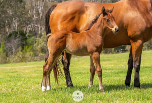 Breednet Gallery - Yes Yes Yes Bred by Paul and Martha Cave.