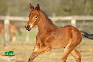 Breednet Gallery - All Too Hard Willow Park Stud, NSW