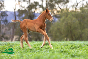 Breednet Gallery - King's Legacy Willow Park, NSW