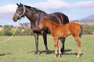 Breednet Gallery - Farnan Lime Country Thoroughbreds, NSW