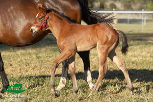 Breednet Gallery - King's Legacy Willow Park Stud, NSW