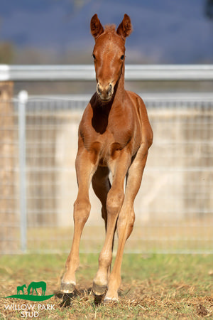 Breednet Gallery - Palace Pier (GB) Willow Park Stud, NSW