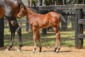 Breednet Gallery - Home Affairs Coolmore, NSW