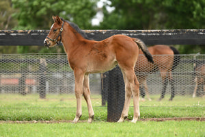 Breednet Gallery - Home Affairs Coolmore, NSW