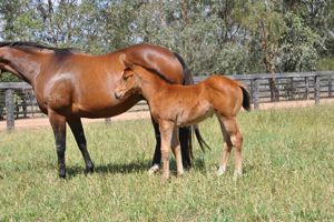Breednet Gallery - Home Affairs Sledmere Stud, NSW