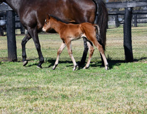 Breednet Gallery - Home Affairs Coolmore Stud