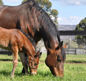 Breednet Gallery - Home Affairs Coolmore Stud