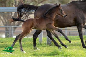 Breednet Gallery - All Too Hard Willow Park Stud, NSW