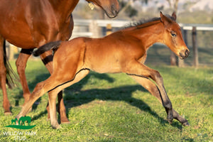 Breednet Gallery - King's Legacy Willow Park Stud, NSW