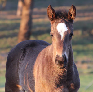 Breednet Gallery - Pierro Lime Country Thoroughbreds, NSW