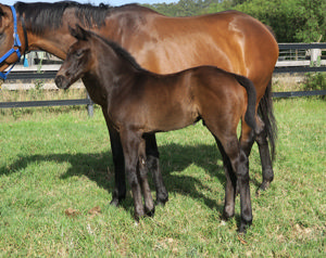 Breednet Gallery - Frosted (USA) Davali Thoroughbreds, NSW 