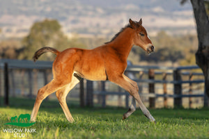 Breednet Gallery - Microphone Willow Park Stud, NSW