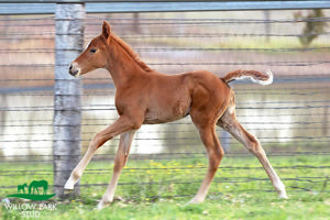 Breednet Gallery - Yes Yes Yes Willow Park Stud, NSW