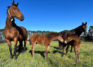 Breednet Gallery - Stay Inside The Chase Farm, NSW