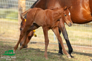 Breednet Gallery - Tiger of Malay Willow Park Stud, NSW