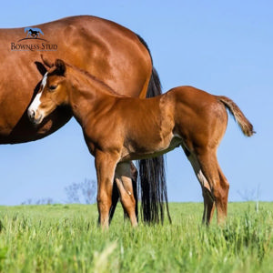 Breednet Gallery - Yes Yes Yes Bowness Stud, NSW