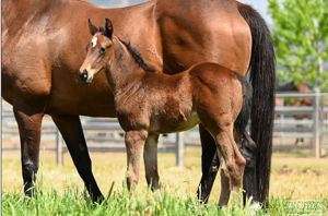 Breednet Gallery - Yes Yes Yes Widden Stud, NSW