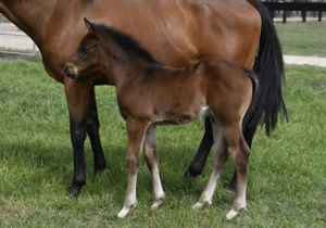 Breednet Gallery - Yes Yes Yes Bred by Courabira Pastoral.
