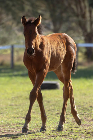 Breednet Gallery - Yes Yes Yes Barador Stud, NSW