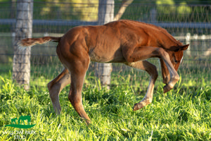 Breednet Gallery - Snitzel Willow Park Stud, NSW