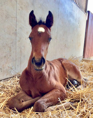 Breednet Gallery - Admire Mars (Jpn) Rapture Farm Thoroughbreds, Yass, NSW