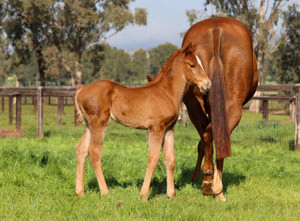 Breednet Gallery - Admire Mars (Jpn) Amarina Farm, NSW