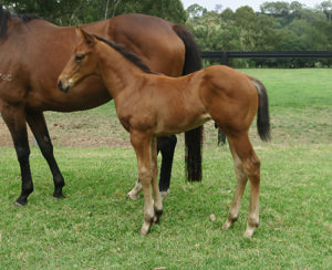 Breednet Gallery - Tassort Davali Thoroughbreds, NSW 