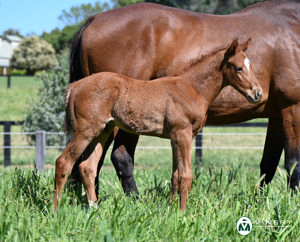 Breednet Gallery - Ole Kirk Vinery Stud, NSW