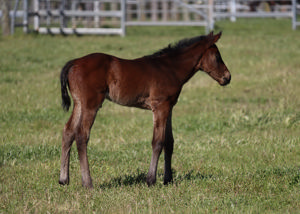 Breednet Gallery - Capitalist Lime Country Thoroughbreds, NSW