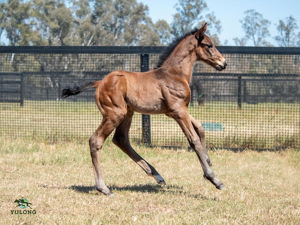 Breednet Gallery - Alabama Express Yulong Stud, Vic