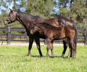 Breednet Gallery - Pierro Coolmore, NSW