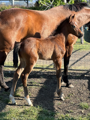 Breednet Gallery - All Too Hard Xmbolic Bloodstock, NSW