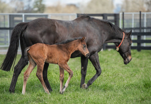 Breednet Gallery - Almanzor (Fr) Cambridge Stud, NZ