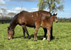 Breednet Gallery - Almanzor (Fr) Cambridge Stud, NZ