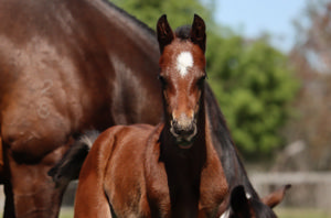 Breednet Gallery - Anamoe Lime Country Thoroughbreds, NSW