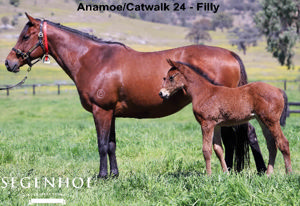 Breednet Gallery - Anamoe Segenhoe Stud, NSW