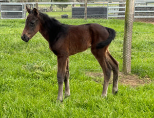 Breednet Gallery - Anamoe Glenbeigh Farm, NSW for Kambula Stud , SA