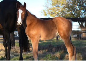 Breednet Gallery - Anders Canning Downs, Qld